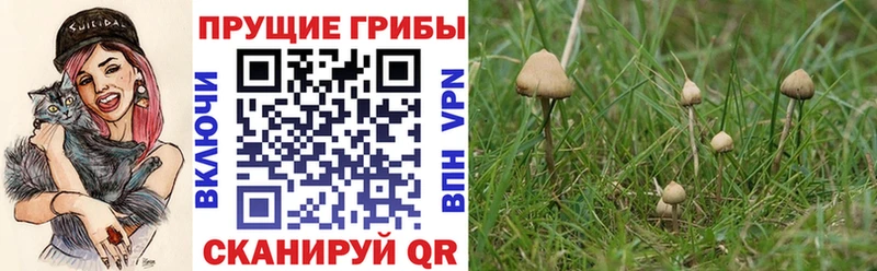 Псилоцибиновые грибы Psilocybe  Называевск 